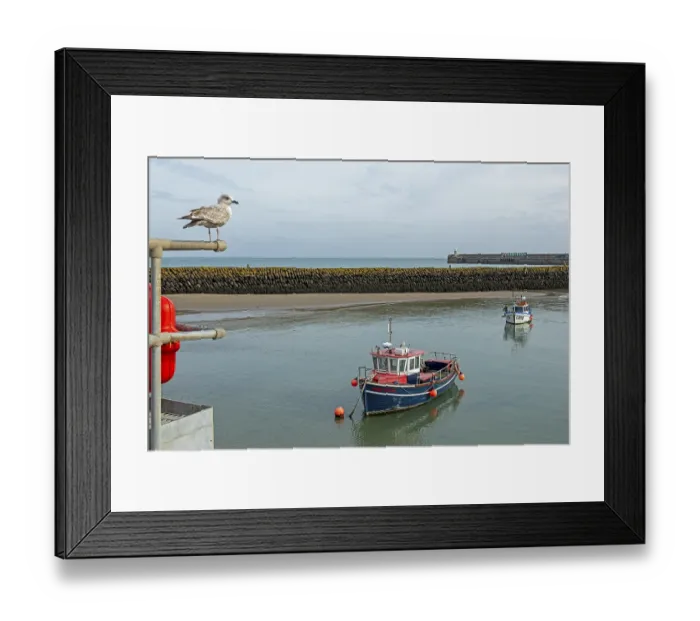 Framed Print : Seagull, boats, boat harbour, Folkestone Framed Print : Seagull, boats, boat harbour, Folkestone