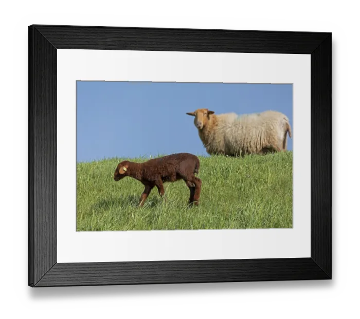 Framed Print : Ewe, lamb, brown, sheep, Elbe dike near Bleckede Framed Print : Ewe, lamb, brown, sheep, Elbe dike near Bleckede