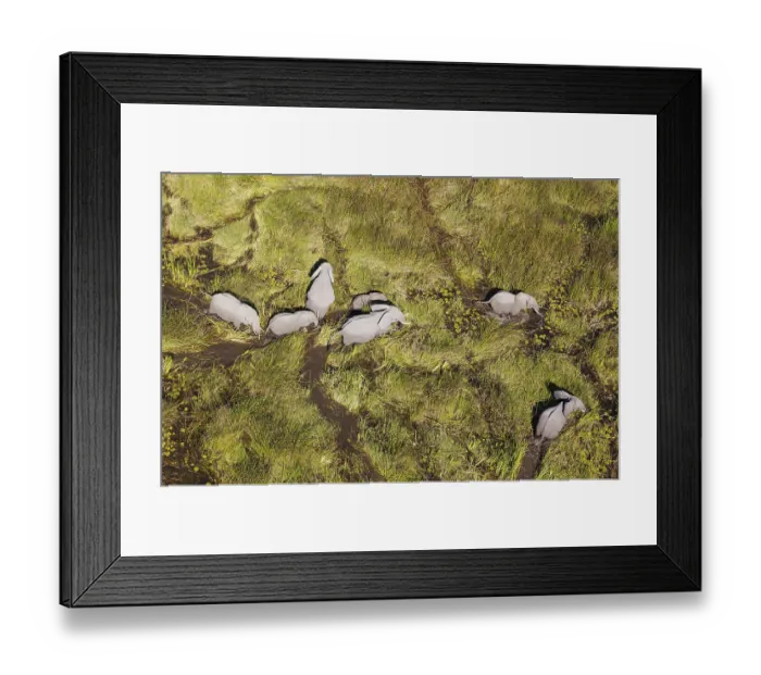 Framed Print : African Elephants (Loxodonta africana)