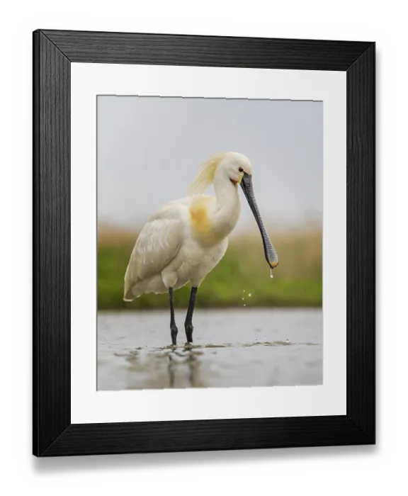 Framed Print : Spoonbill eurasian spoonbill (Platalea leucorodia) Framed Print : Spoonbill eurasian spoonbill (Platalea leucorodia)