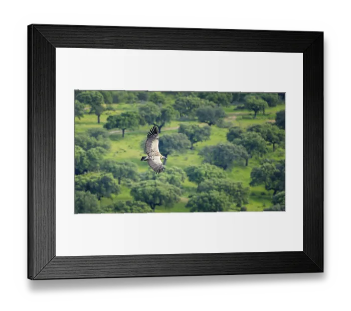 Framed Print : Griffon Vulture (Gyps fulvus) Old World Vulture