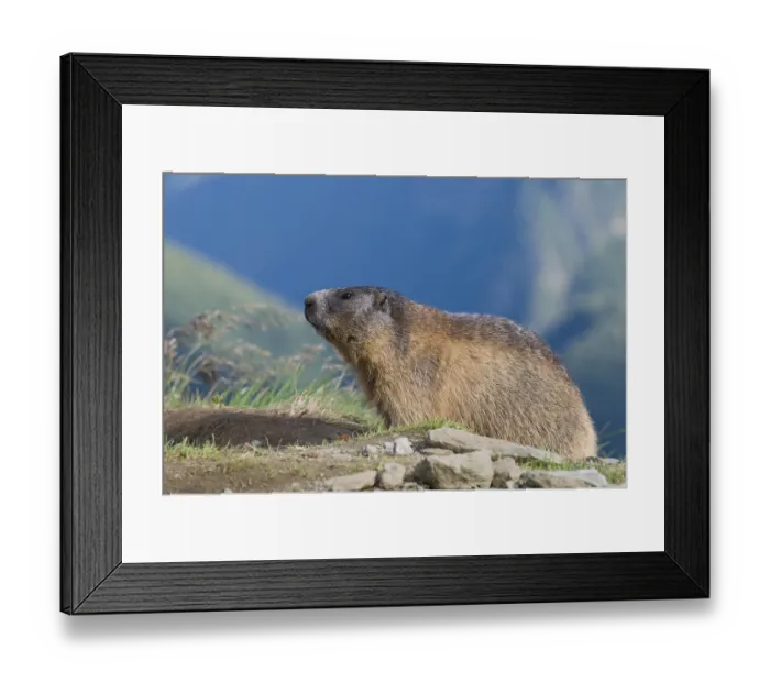 Framed Print : Marmot (Marmota marmota) Framed Print : Marmot (Marmota marmota)
