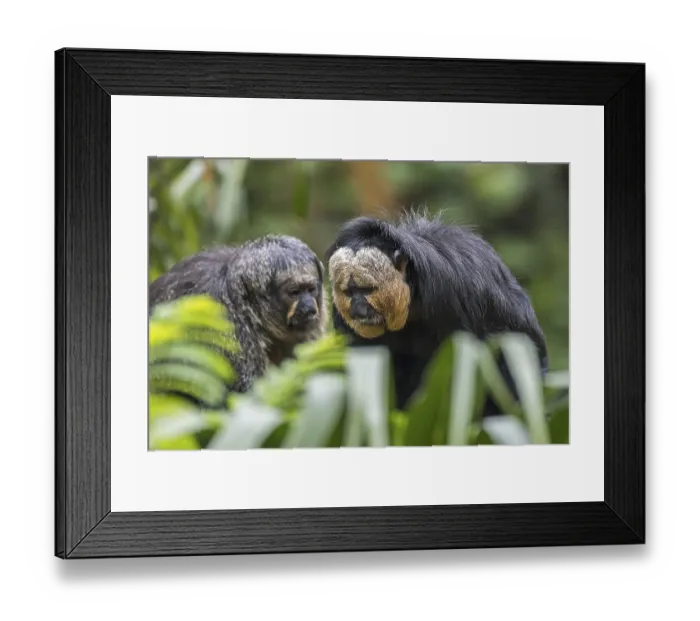 Framed Print : White-faced saki, Guianan saki Framed Print : White-faced saki, Guianan saki