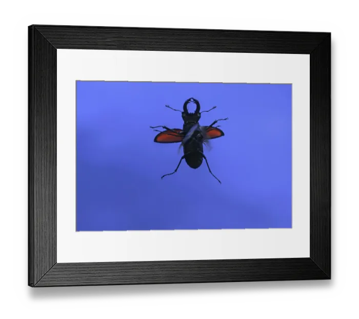 Framed Print : European stag beetle (Lucanus cervus)