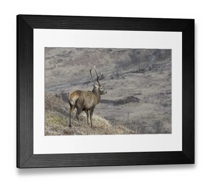 Framed Print : Red deer (Cervus elaphus) stag Framed Print : Red deer (Cervus elaphus) stag