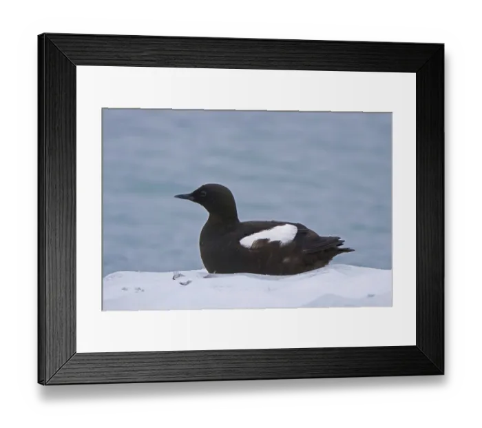 Framed Print : Black guillemot (Cepphus grylle)