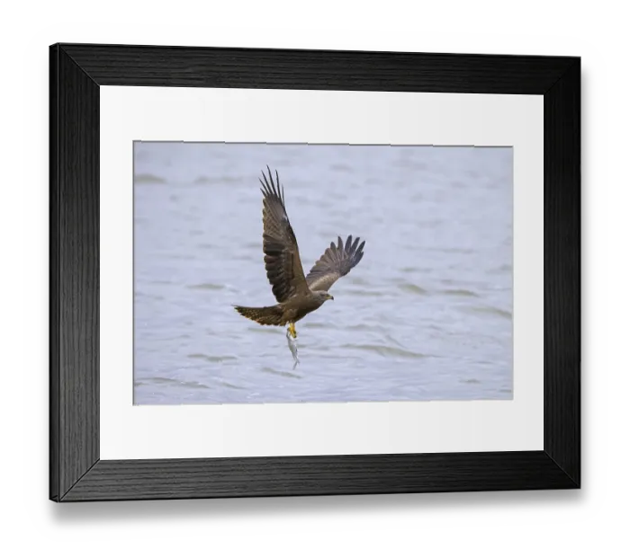 Framed Print : Black kite (Milvus migrans) in flight swooping down to catch fish from lake with its talons