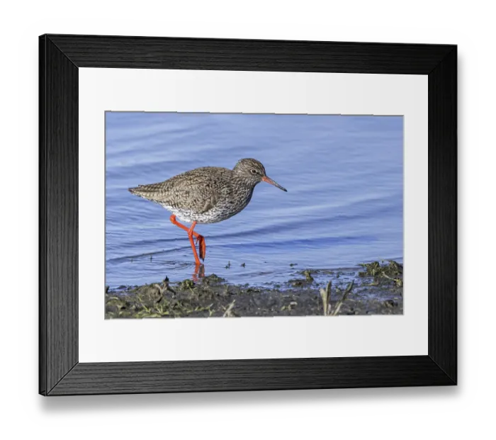 Framed Print : Common redshank (Tringa totanus) Framed Print : Common redshank (Tringa totanus)
