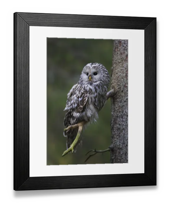 Framed Print : Ural owl (Strix uralensis) perched in spruce tree Framed Print : Ural owl (Strix uralensis) perched in spruce tree
