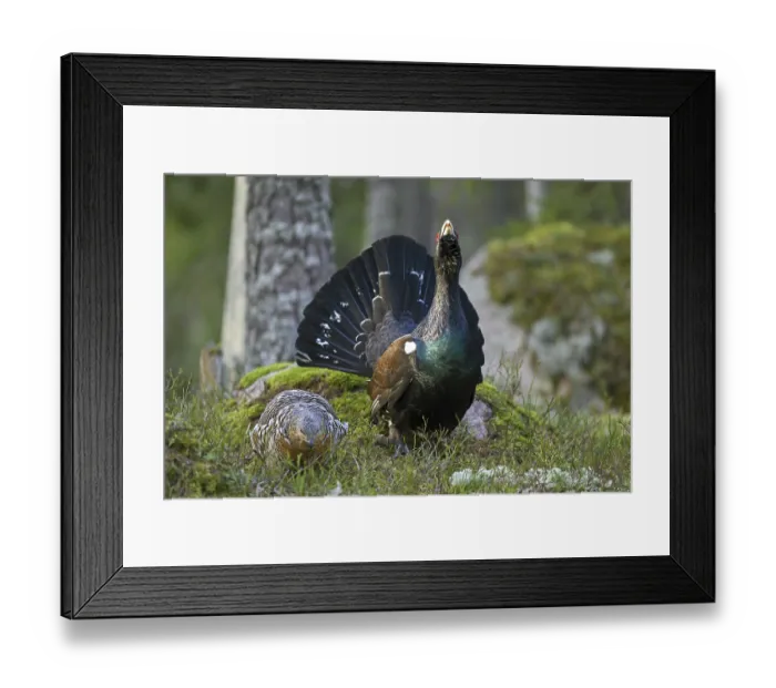 Framed Print : Western capercaillie (Tetrao urogallus) female and male displaying in coniferous forest in spring Framed Print : Western capercaillie (Tetrao urogallus) female and male displaying in coniferous forest in spring