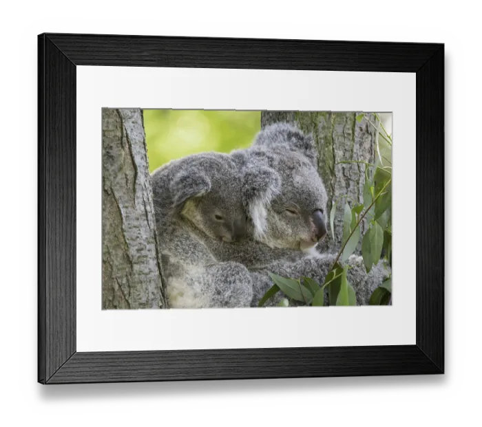 Framed Print : Koala (Phascolarctos cinereus) with young resting in tree