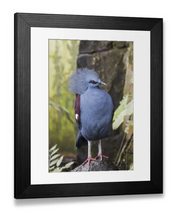 Framed Print : Western crowned pigeon (Goura cristata)