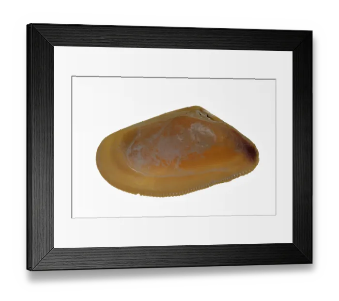 Framed Print : Banded wedge shell (Donax vittatus) Framed Print : Banded wedge shell (Donax vittatus)