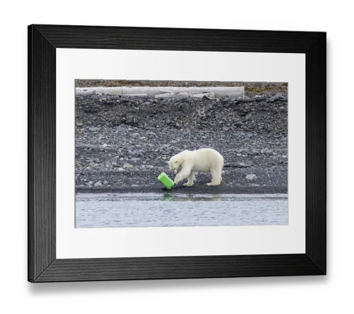 Framed Print : Lone polar bear (Ursus maritimus)