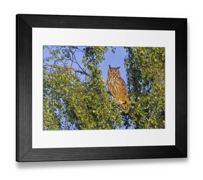 Framed Print : Eurasian eagle-owl, European eagle-owl (Bubo bubo) adult perched in tree in broad-leaved forest at sunset in spring Framed Print : Eurasian eagle-owl, European eagle-owl (Bubo bubo) adult perched in tree in broad-leaved forest at sunset in spring