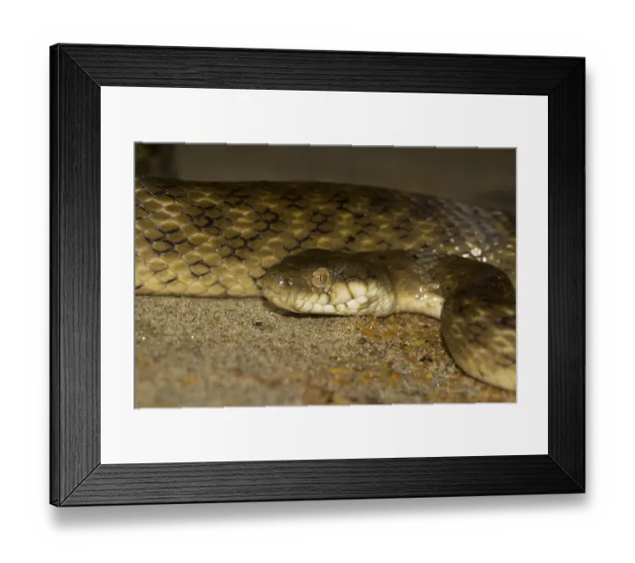 Framed Print : Madagascar night snake (Madagascarophis colubrinus) Framed Print : Madagascar night snake (Madagascarophis colubrinus)