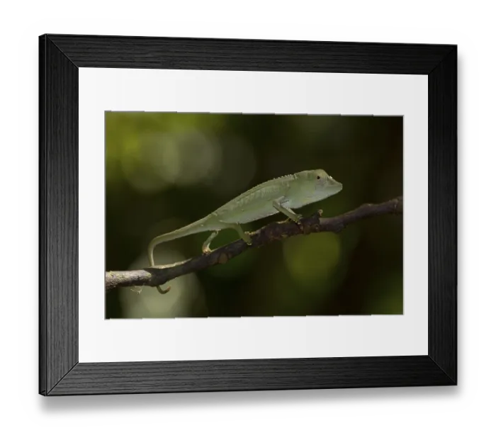 Framed Print : Calumma marojezense (Calumma marojezense)