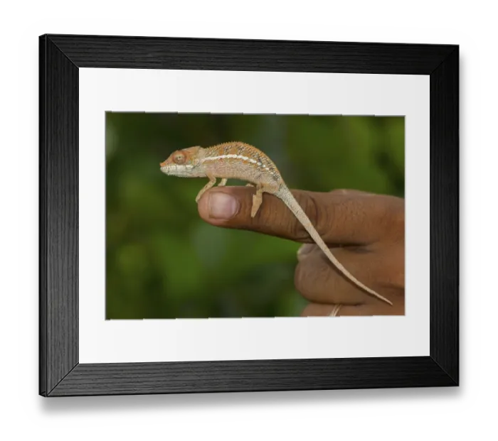 Framed Print : Angel's chameleon (Furcifer angeli) on finger Framed Print : Angel's chameleon (Furcifer angeli) on finger