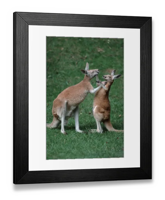 Framed Print : Red giant kangaroos, boxing, red (Macropus rufus) giant kangaroo