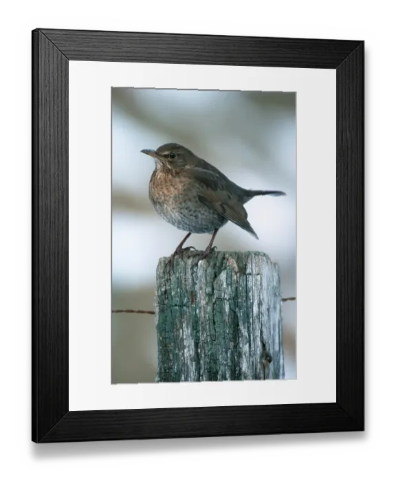 Framed Print : Blackbird, female, Hesse, Blackbird (Turdus merula)