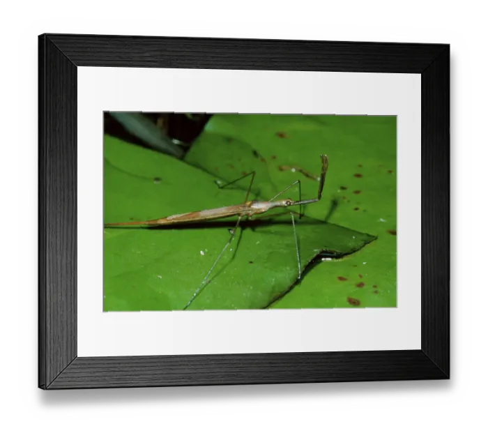 Framed Print : Water stick insect, Lower Saxony Framed Print : Water stick insect, Lower Saxony