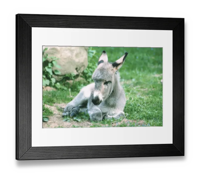 Framed Print : Donkey foal, Domestic, Foal, Donkey