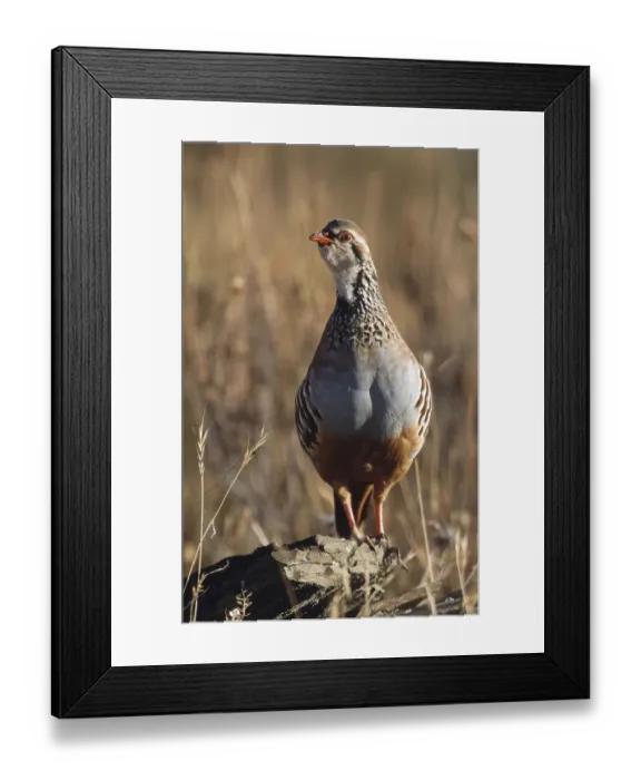 Framed Print : Red-legged Partridge (Alectoris rufa)