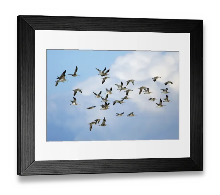 Framed Print : Curlews, Northumberland, England (Numenius arquata)