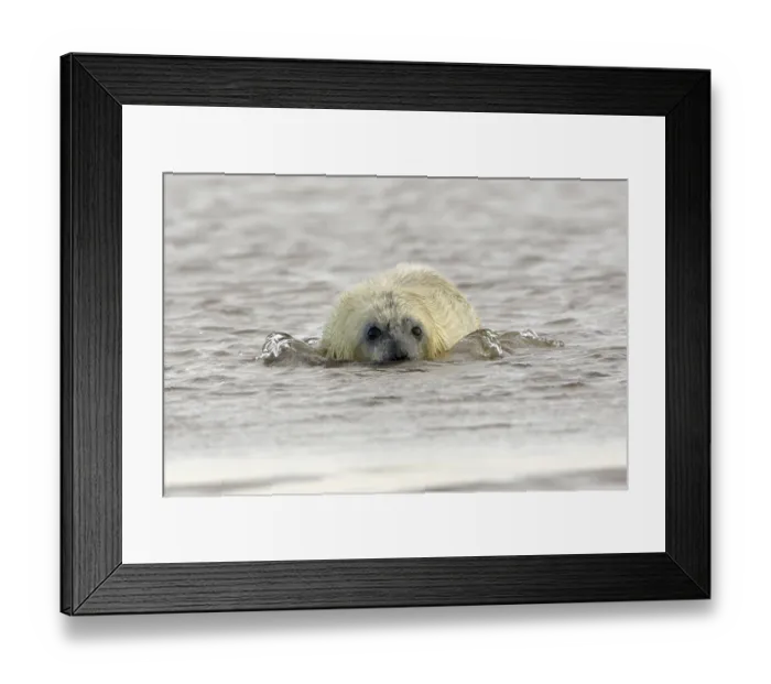 Framed Print : Grey Seal (Halichoerus grypus), young, England Framed Print : Grey Seal (Halichoerus grypus), young, England