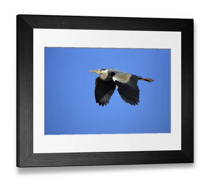 Framed Print : Grey heron (Ardea cinerea), Texel Framed Print : Grey heron (Ardea cinerea), Texel