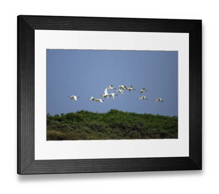Framed Print : Spoonbill, Eurasian spoonbill (Platalea leucorodia)