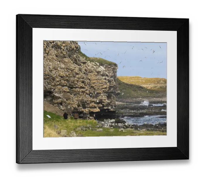 Framed Print : Black-legged kittiwake (Rissa tridactyla)