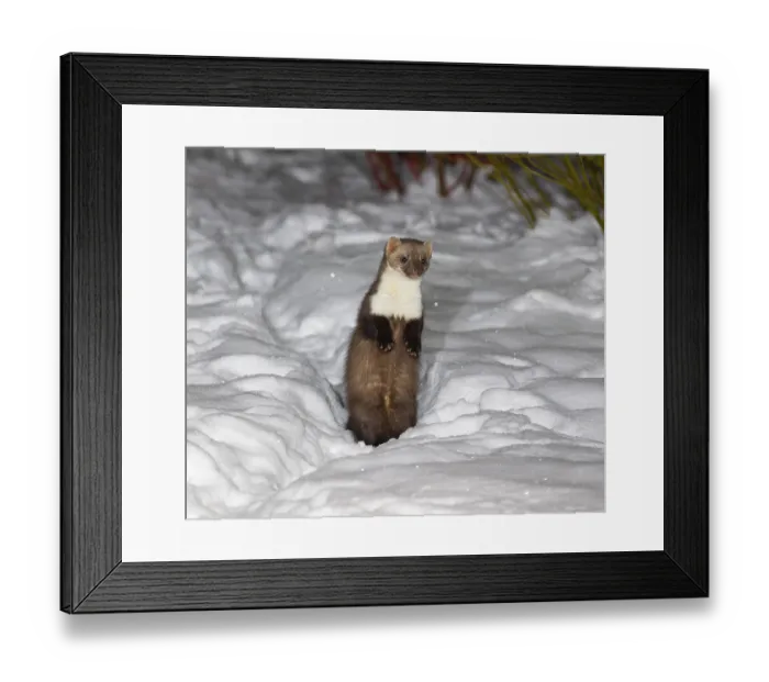 Framed Print : Beech marten (Martes foina), in winter at night-time in a garden in thick snow
