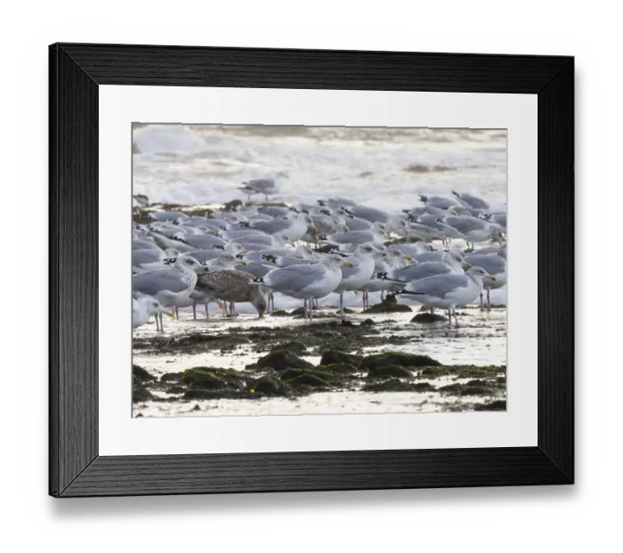 Framed Print : Herring Gulls, (Larus argentatus) Framed Print : Herring Gulls, (Larus argentatus)
