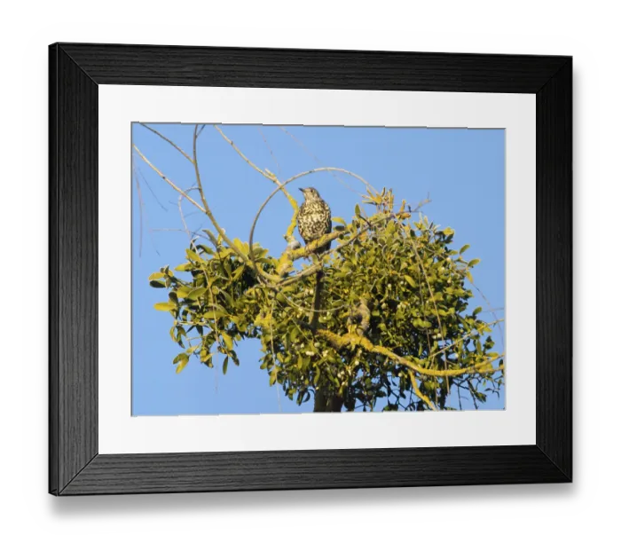 Framed Print : Mistle Thrush (Turdus viscivorus)