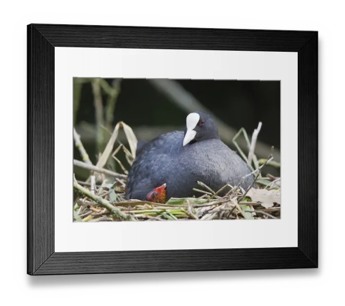 Framed Print : Eurasian Coot (Fulica atra) with a chick in a nest Framed Print : Eurasian Coot (Fulica atra) with a chick in a nest
