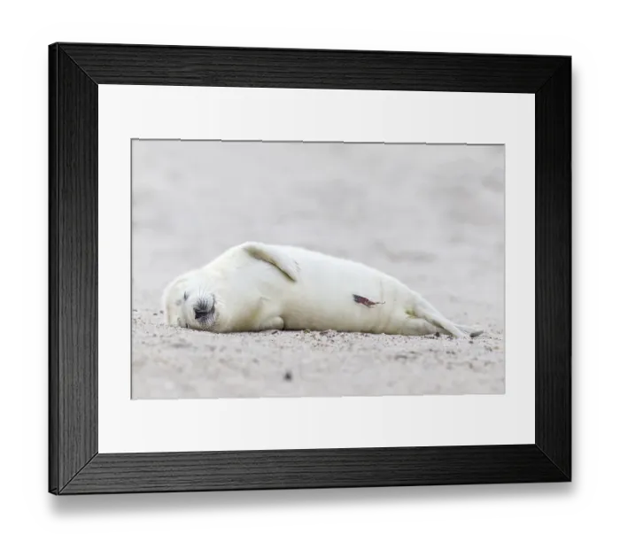 Framed Print : Grey Seal (Halichoerus grypus)
