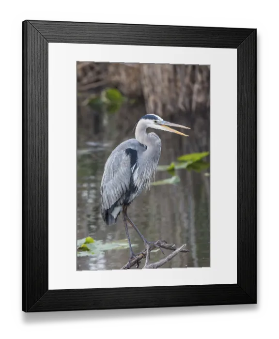 Framed Print : Grey heron (Ardea cinerea), Anhinga Trail Framed Print : Grey heron (Ardea cinerea), Anhinga Trail