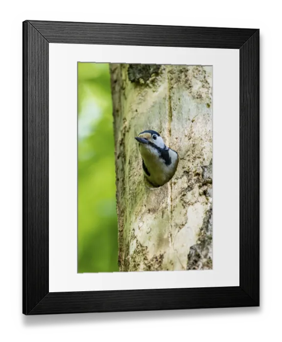 Framed Print : Great spotted woodpecker (Dendrocopos major)