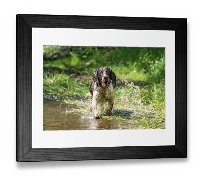 Framed Print : Hunting dog, Springer spaniel, Vulkaneifel Framed Print : Hunting dog, Springer spaniel, Vulkaneifel