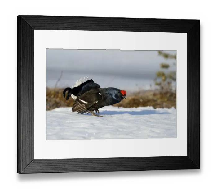 Framed Print : Displaying black cock (Tetrao tetrix) on snow at a lek