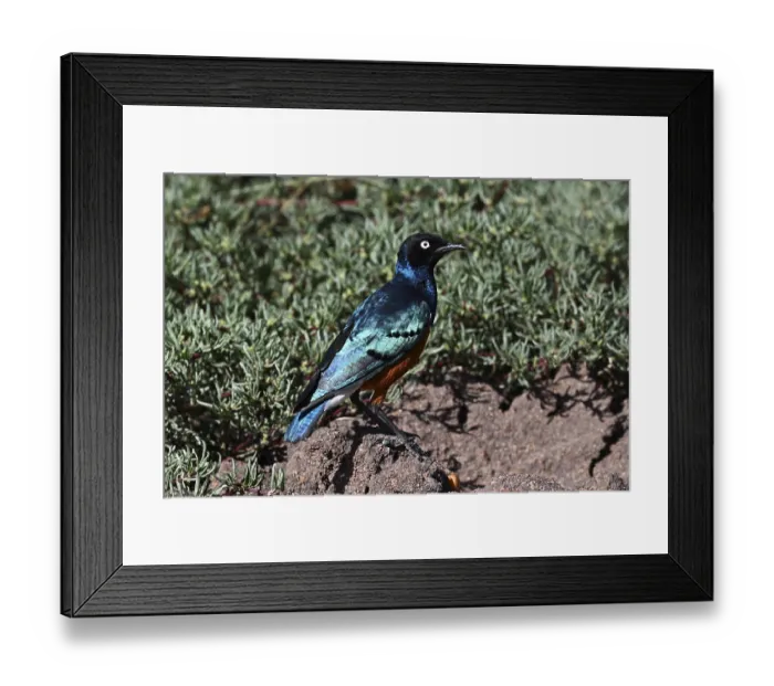 Framed Print : Superb Starling (Lamprotornis superbus) Framed Print : Superb Starling (Lamprotornis superbus)