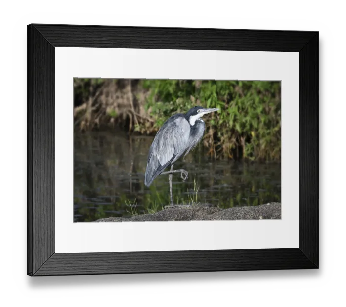 Framed Print : Black-headed heron (Ardea melanocephala) stands by a pond Framed Print : Black-headed heron (Ardea melanocephala) stands by a pond