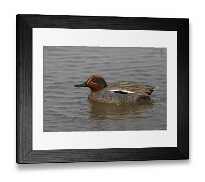 Framed Print : Teal duck (Anas crecca), swimming drake Framed Print : Teal duck (Anas crecca), swimming drake