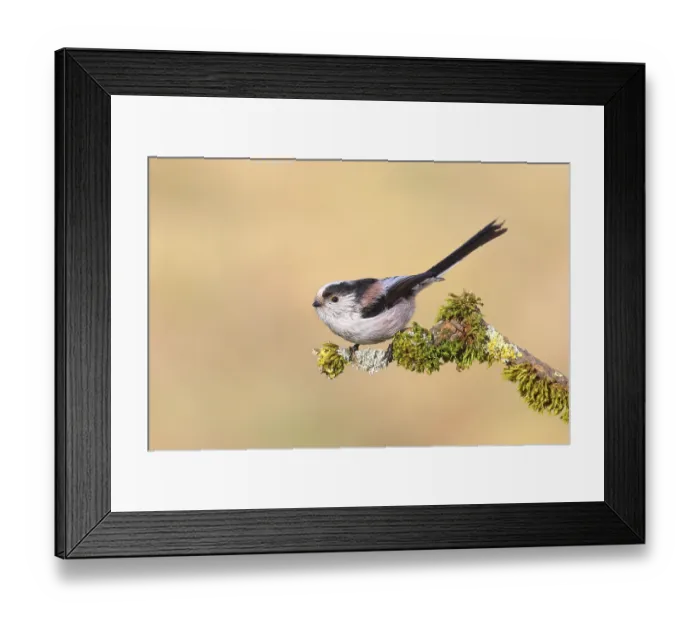 Framed Print : Long-tailed tit (Aegithalos caudatus) Framed Print : Long-tailed tit (Aegithalos caudatus)