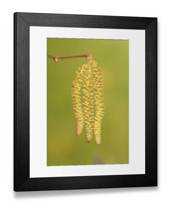 Framed Print : Common Common hazel (Corylus avellana)