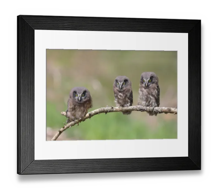 Framed Print : Tengmalm's Owl (Aegolius funereus) Framed Print : Tengmalm's Owl (Aegolius funereus)