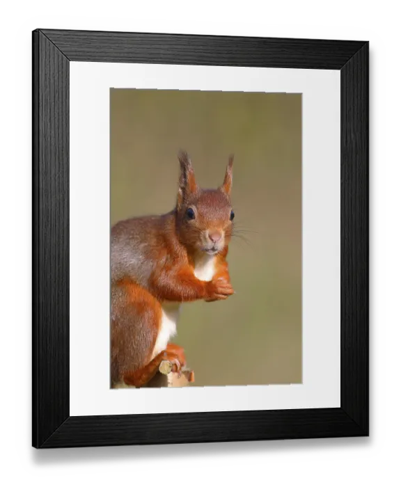 Framed Print : Eurasian red squirrel (Sciurus vulgaris)