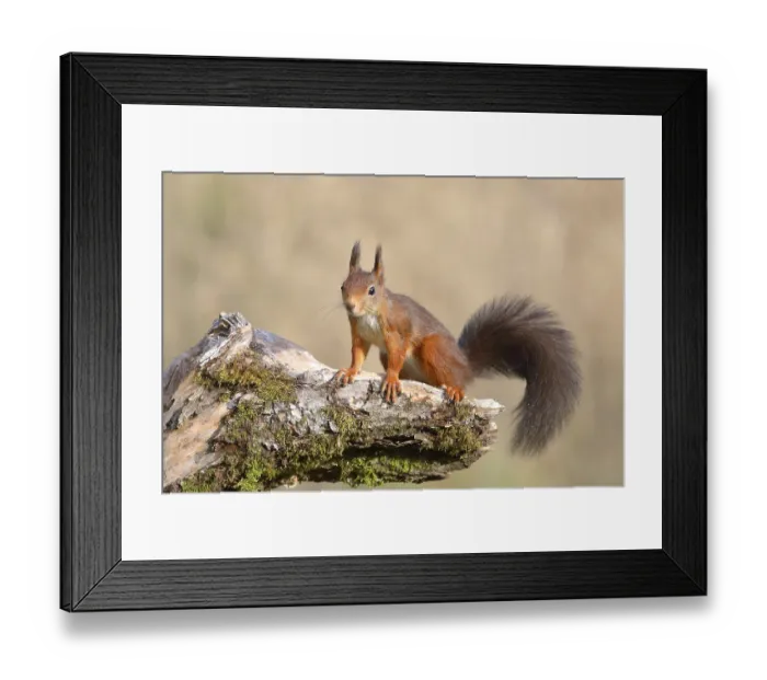 Framed Print : Eurasian red squirrel (Sciurus vulgaris) Framed Print : Eurasian red squirrel (Sciurus vulgaris)