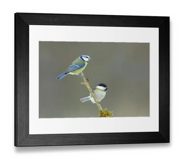 Framed Print : Blue Tit (Parus caeruleus), Willow Tit (Parus montanus) Framed Print : Blue Tit (Parus caeruleus), Willow Tit (Parus montanus)